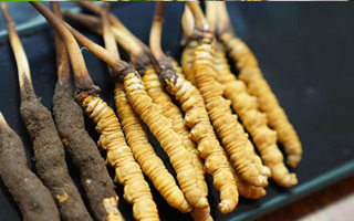 冬蟲夏草鮮草吃多久？科學(xué)食用周期與效果解析