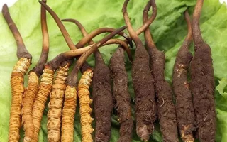 到哪里買新鮮的冬蟲夏草？三步辨真?zhèn)?，四大渠道安心?> </div>
            <div   id=
