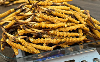 冬蟲(chóng)夏草鮮草的黃金食用期，你知道嗎？
