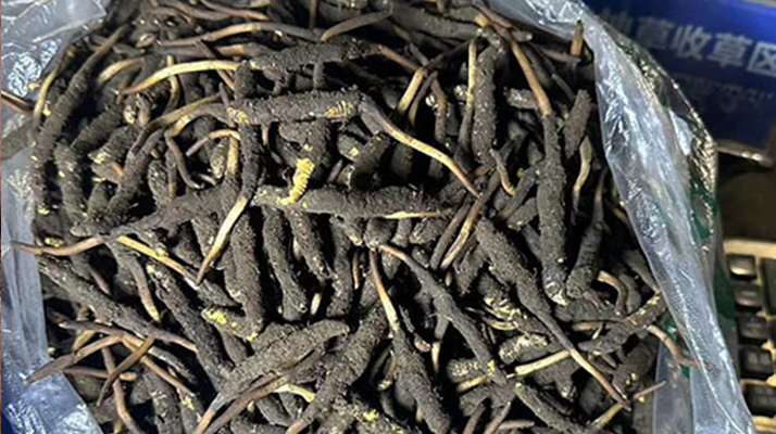 冬蟲夏草可以吃鮮的嗎？一文為你揭秘