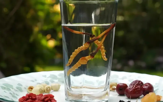 冬蟲夏草鮮品泡酒：養(yǎng)生佳釀還是健康隱患？