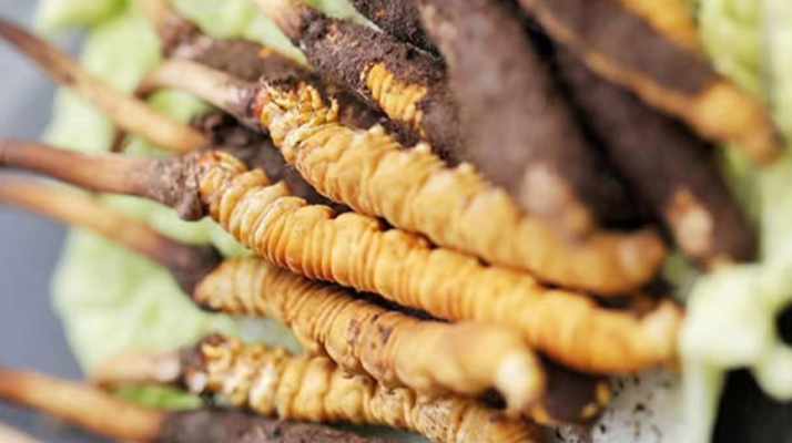 冬蟲夏草鮮草可以生吃嗎？一文解讀食用真相