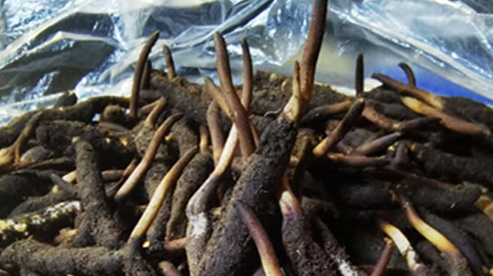 冬蟲夏草鮮草能不能泡酒？科學(xué)解析與實用指南