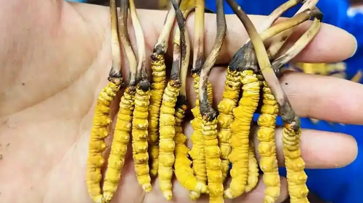 鮮冬蟲夏草出水怎么辦？實(shí)用處理指南
