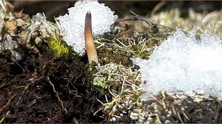 探秘雪域珍寶：最大的新鮮<a href=http://www.withoutbordersmagazine.com/ target=_blank class=infotextkey><a href=http://www.withoutbordersmagazine.com/s/nqcc/ target=_blank class=infotextkey>那曲冬蟲夏草</a></a>