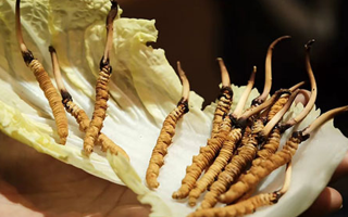 冬蟲夏草為何鮮的好？深度解析鮮蟲草的獨(dú)特優(yōu)勢(shì)