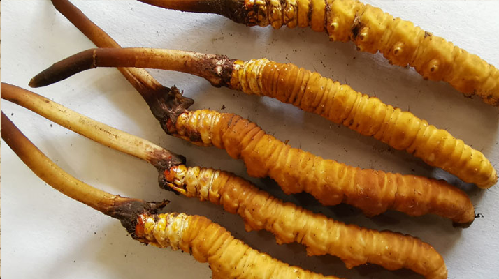 冬蟲夏草鮮草價(jià)格多少？揭秘其背后的定價(jià)密碼