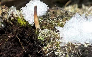 鮮冬蟲夏草燉湯多久能吃？科學燉煮時間全解析