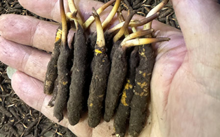 3000 條蟲草一克是幾只？深入解析蟲草規(guī)格與重量關(guān)系? ? ? ?