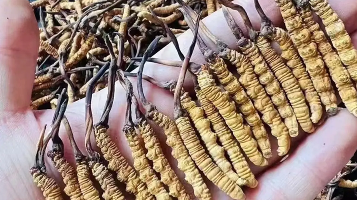 冬蟲夏草怎么吃？最全食用指南與科學建議?