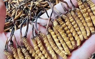 冬蟲(chóng)夏草怎么吃？最全食用指南與科學(xué)建議?
