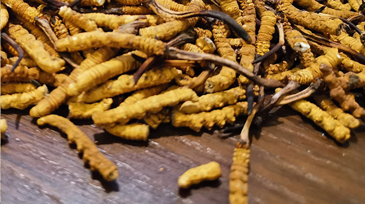 斷的冬蟲夏草有效果嗎？一文揭開真相