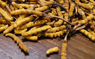 斷的冬蟲夏草有效果嗎？一文揭開真相