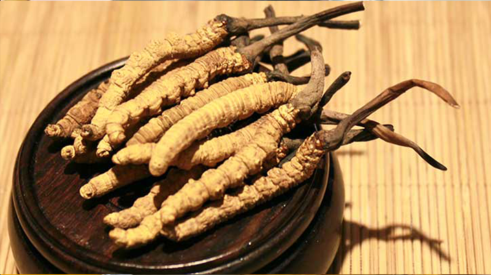 冬蟲(chóng)夏草的種植地點(diǎn)探秘