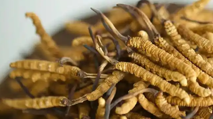 野生冬蟲(chóng)夏草的多重價(jià)值：從傳統(tǒng)藥用到現(xiàn)代養(yǎng)生