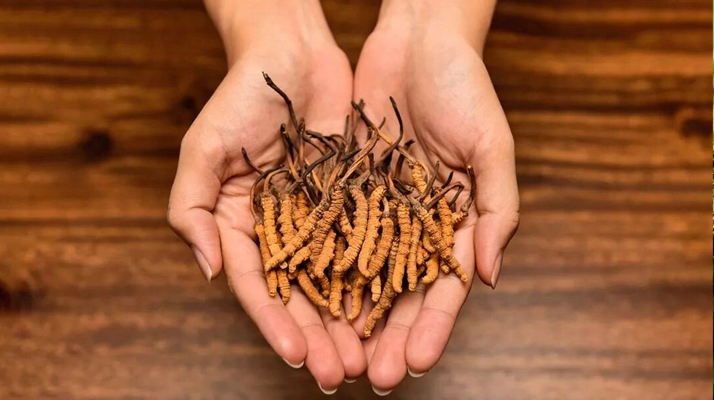冬蟲夏草怎么食用效果好？掌握這些方法發(fā)揮最大功效
