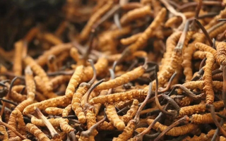 冬蟲夏草有什么好處？解密天然滋補(bǔ)品的多重健康價(jià)值