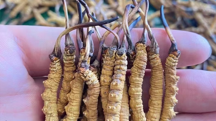 冬蟲夏草與女性健康：那些專屬的滋養(yǎng)好處