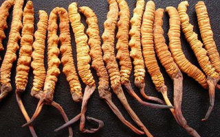 純野生冬蟲夏草價(jià)格解析：稀缺背后的價(jià)值密碼