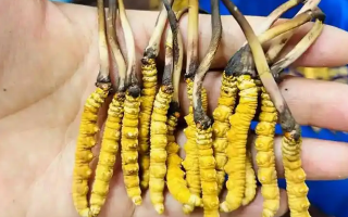 冰鮮冬蟲(chóng)夏草能吃嗎？科學(xué)解讀與食用指南