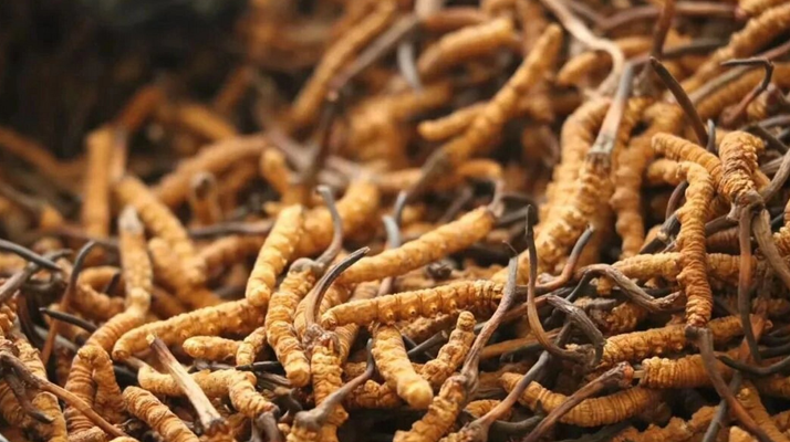 冬蟲夏草服用的五個常見誤區(qū)，很多人都中招了！
