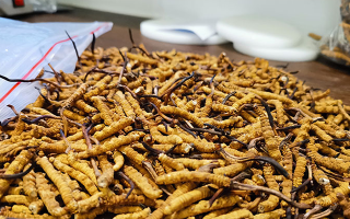 冬蟲夏草：泡水喝還是煮一下？兩種食用方式的全面對比